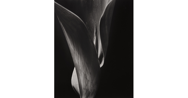 A black-and-white close-up photograph of a leaf curled around new growth.