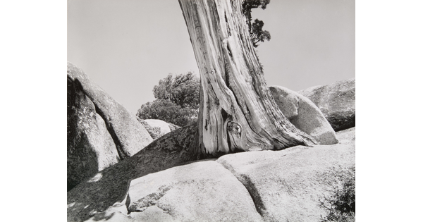 A black-and-white photograph of the base of a large tree growing out of a large boulder.