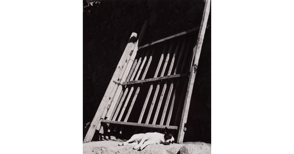 A black-and-white photograph of a light-colored dog asleep against a leaning wooden fence.