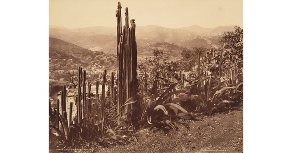 A sepia-toned photograph with large cacti and other plants above a town in a valley.