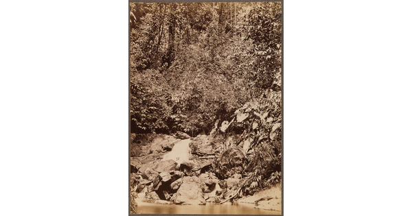 A sepia-toned photograph of a dense and tangled forest on a rocky slope leading down to a river.