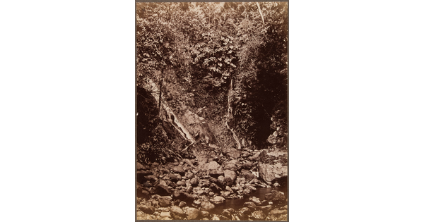 A sepia-toned photograph of a dense tangle of brush leading to rocky shoreline.