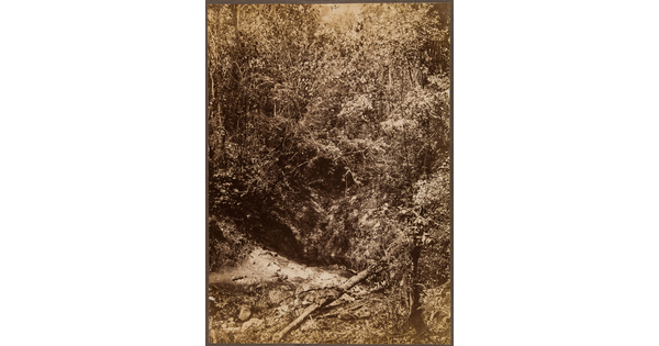 A sepia-toned photograph of a densely tangled forest with a dark crevice running through the bottom third of the frame.