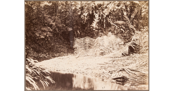 A sepia-toned photograph of a human-made barrier of light-colored palm fronds on a river shoreline.