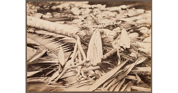 A sepia-toned photograph of fallen palm fronds, dead wood, and other organic materials laying on the ground.