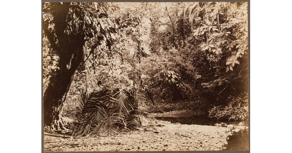 A sepia-toned photograph of a tentlike structure made of palm fronds in a forest next to a body of water.