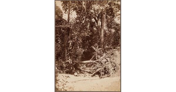 A sepia-toned photograph of a dense forest with a tangle of deadfall leading to a river shoreline.