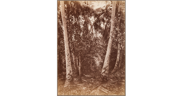 A sepia-toned photograph of a dense forest of tall, majestic, palm trees.