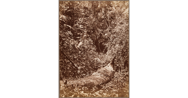 A sepia-toned photograph of a dense tangle of trees, vines, and brush and a fallen tree covered in organic growth.