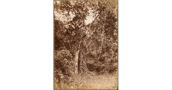 A sepia-toned photograph of a dense tangle of trees, vines, and brush with a cleared area in the foreground.
