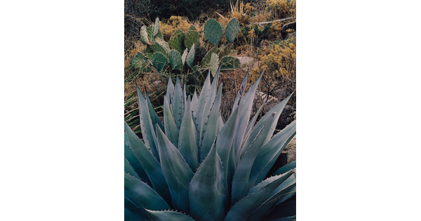 A color photograph of an agave plant, a prickly pear cactus, and other desert flora in the background.