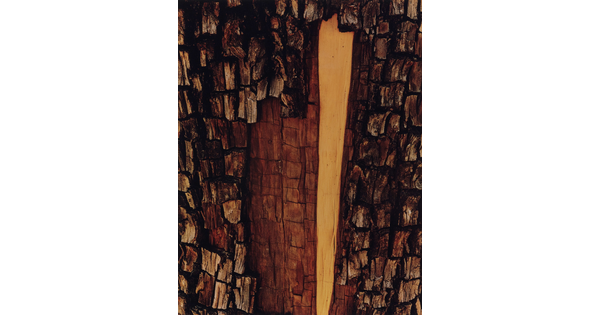 A color photograph of a detail of tree bark, showing the layer of wood just under the outer bark.