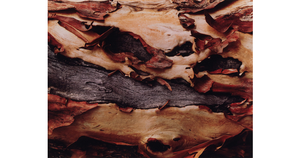 A color photograph of a detail of peeling tree bark.