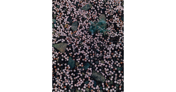 A color photograph looking down at a tree sapling surrounded by leaves, rocks, and pink berries.