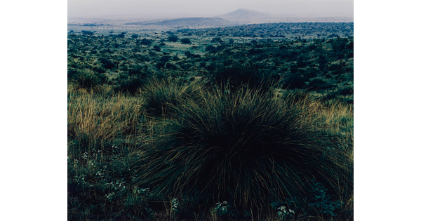 A color photograph of tufts of green grass in the foreground, tree-dotted plains in the midground, and mountains in the far distance.