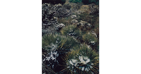 A color photograph of a group of short, spiky-leafed yuccas and cacti dusted with snow.