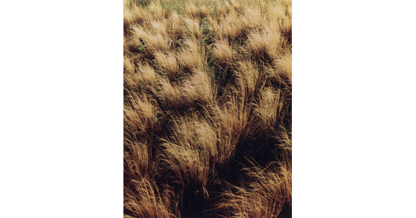 A color photograph of clumps of brown and gold grass blowing in a breeze.