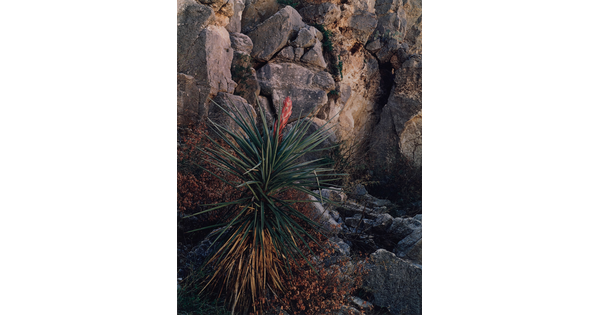 A color photograph of a spiky yucca with a pink flower emerging from the center against a rocky cliff.
