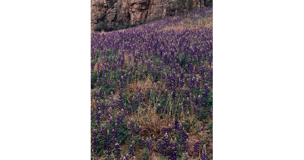 A color photograph of a hillside covered in purple flowers and green and yellow grass against a rocky cliff.