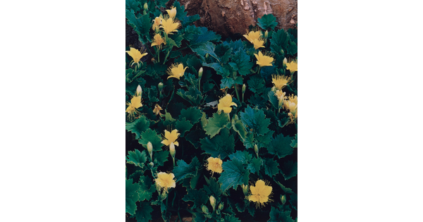 A color photograph of yellow flowers and buds among green leaves.