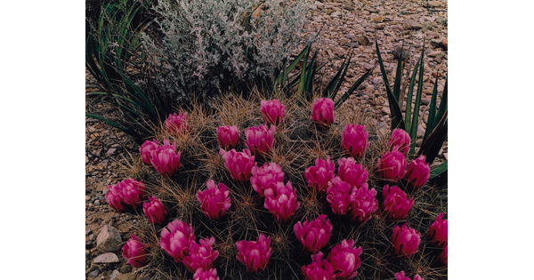 A color photograph of a spiky cactus and its hot pink flowers among yucca and other vegetation.