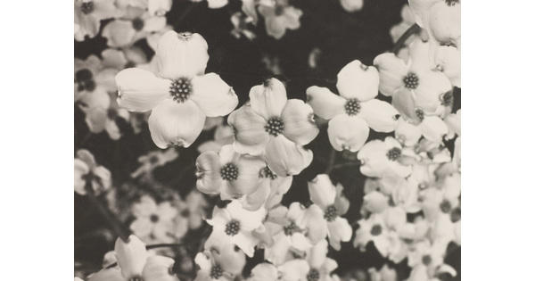 A black-and-white close-up photograph of a bunch of light-colored flowers.