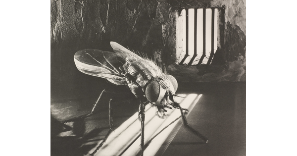 A close-up, black-and-white photograph of a fly in a prison cell.