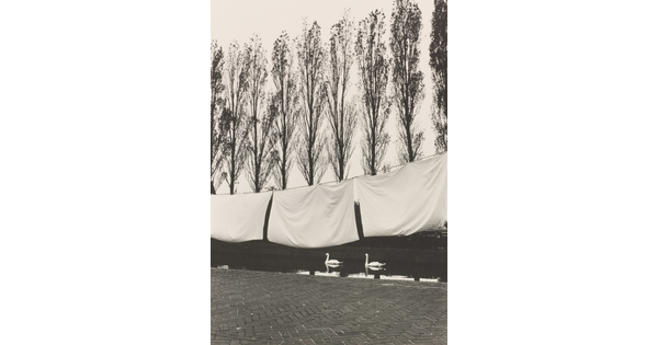 A black-and-white photograph of white bed sheets hanging on a line above water where swans are swimming, and tall trees in the background.