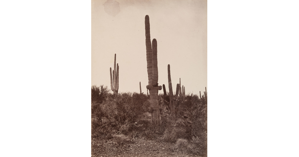 A black-and-white photograph of tall saguaro cacti and other plants in a rocky terrain.