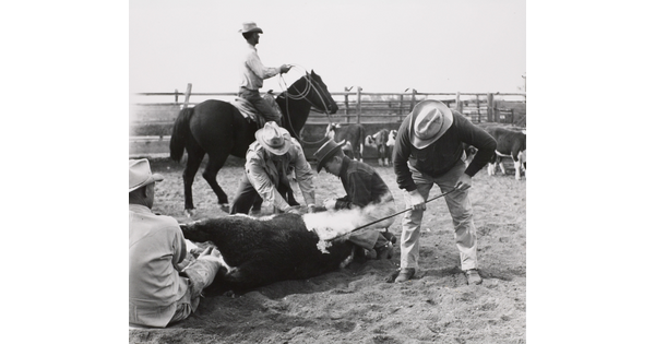 A black-and-white photograph of a group of men in cowboy hats branding a cow on the ground; more cattle and a cowboy on a horse are in the background.