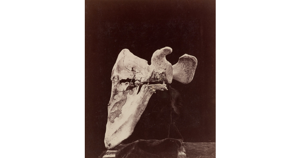 A black-and-white photograph of a bone with significant damage displayed in front of black background .