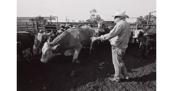 A black-and-white photograph of an older man wearing a cowboy hat standing in a pen with cattle.