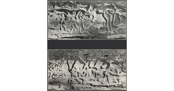 Two black-and-white photographs, one above the other, showing curved, maze-like patterns on wood surfaces.