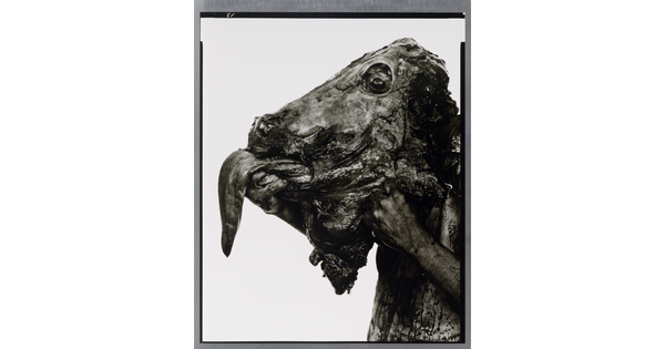 A close-up black-and-white photograph of a hand holding a bloody, severed cow head with tongue extended.