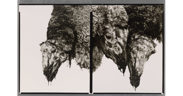 Two side-by-side black-and-white photographs of close ups of three hanging sheep carcasses.
