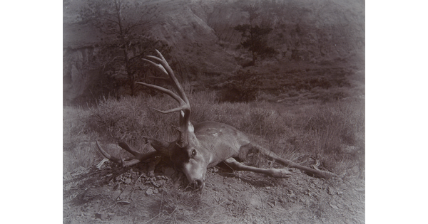A black-and-white photograph of a dead deer with large antlers laying on the grassy ground.