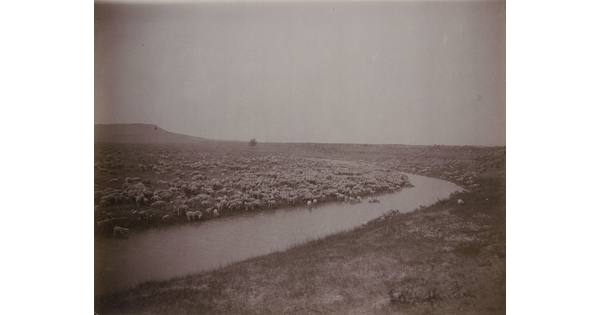 A black-and-white photograph of a curving river and a large flock of sheep in the fields on both sides.