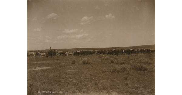 A black-and-white photograph of a herd of cattle grazing on a prairie as a cowboy on horseback watches.