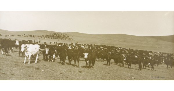 A black-and-white photograph of a herd of cattle in a field.