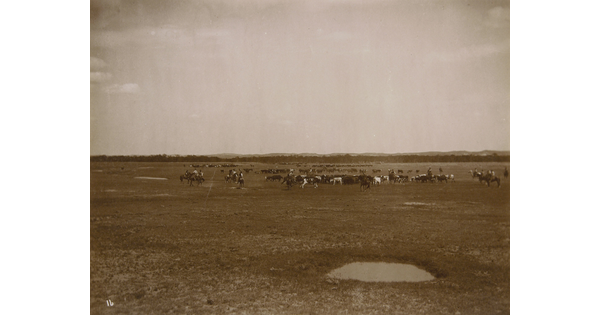 A black-and-white photograph of cowboys herding cattle on an open prairie.