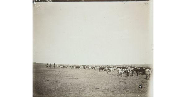 A black-and-white photograph of three cowboys on horseback riding side-by-side next to a herd of cattle on the prairie.