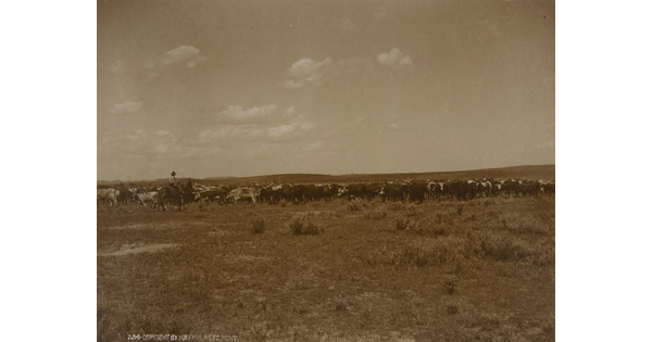 A black-and-white photograph of a cowboy on horseback watching over cattle grazing on the prairie.