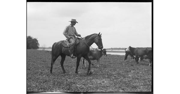 A black-and-white image of a White man on horseback wearing a cowboy hat, holding a lasso, cattle in the background.