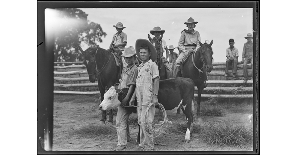 A black-and-white image of three boys on horseback behind two boys standing next to a roped calf.