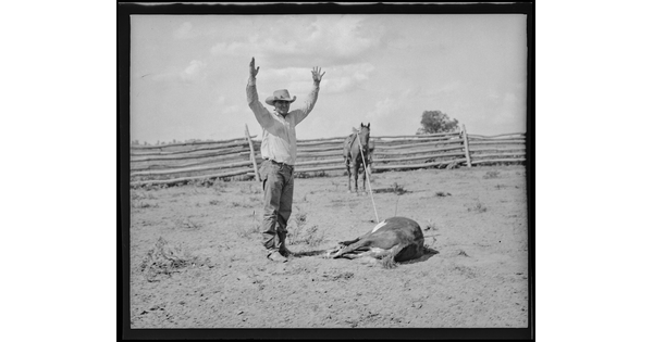 A black-and-white image of a White cowboy standing with his hands in the air next to a roped calf on the ground and a horse in the background.