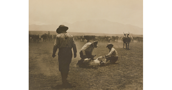 A sepia-toned photograph of two cowboys branding a cow on the ground as other cowboys work with the herd of cattle behind them.