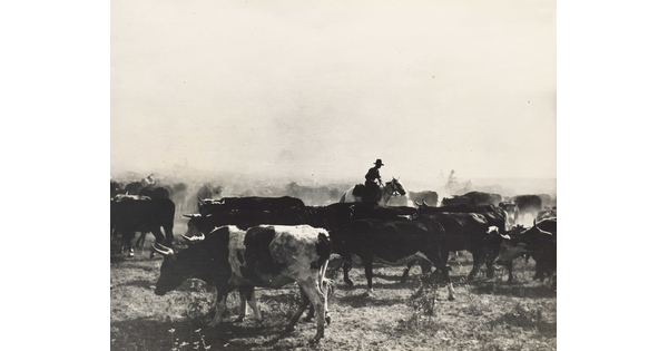 A black-and-white photograph of a herd of cows in a dry, dusty land with cowboys on horseback in silhouette.