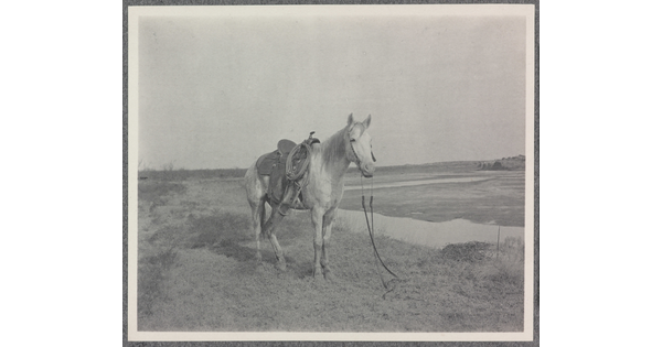 A black-and-white-photograph of a saddled horse in a field.
