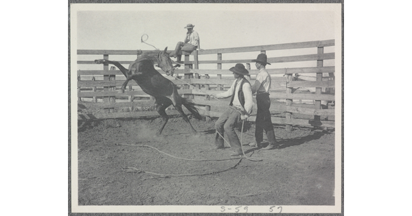 A black-and-white photograph of two men lassoing a bucking horse in a pen.