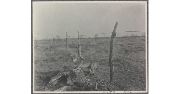 A black-and-white photograph of a coyote in a field standing between a barbed-wire fence and a dead animal carcass.